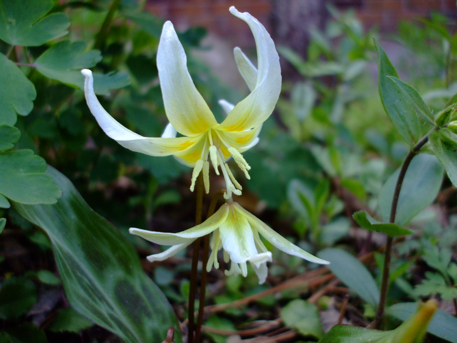 Erythronium multiscapoideum